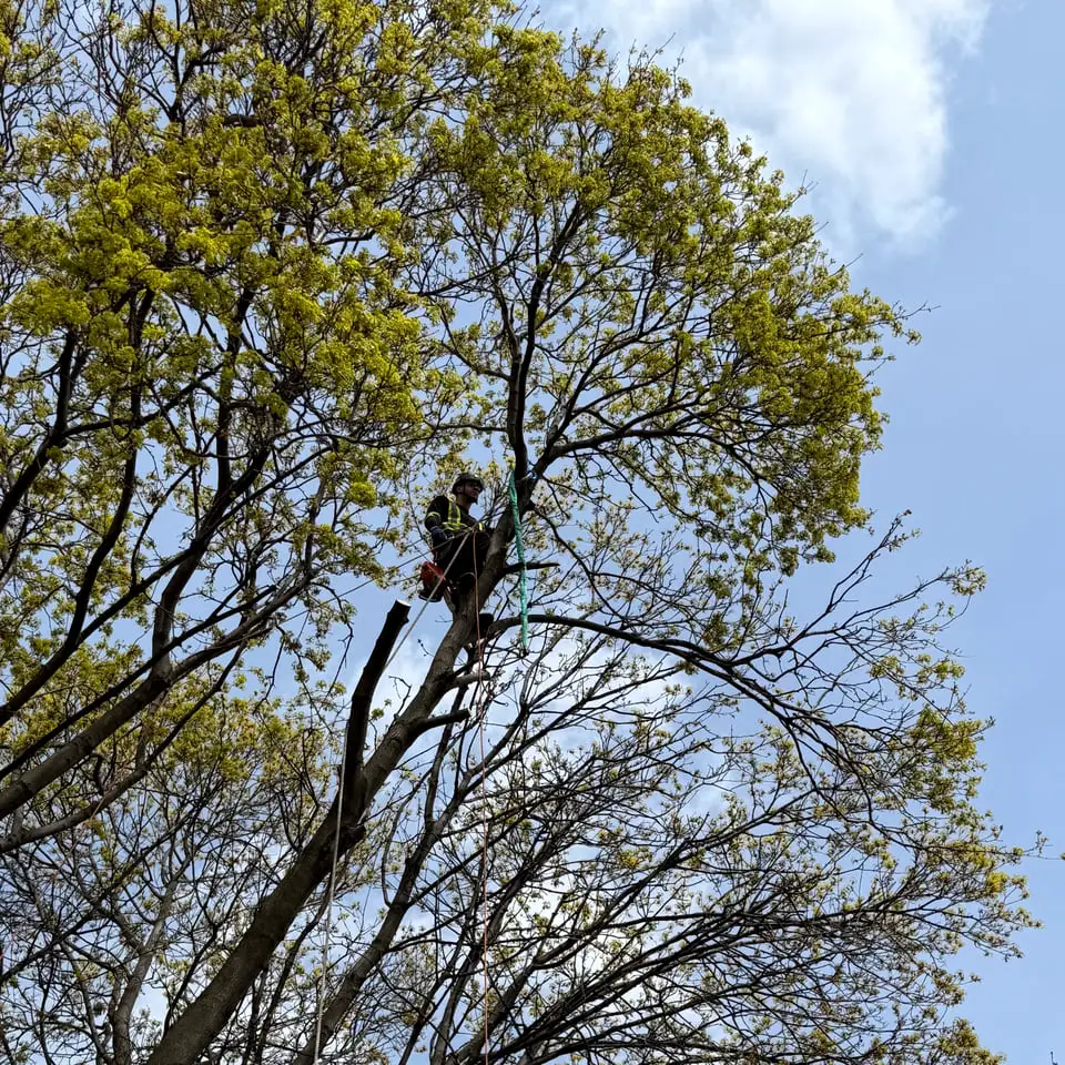 A Tree Doctor climber working high in the canopy of a large tree