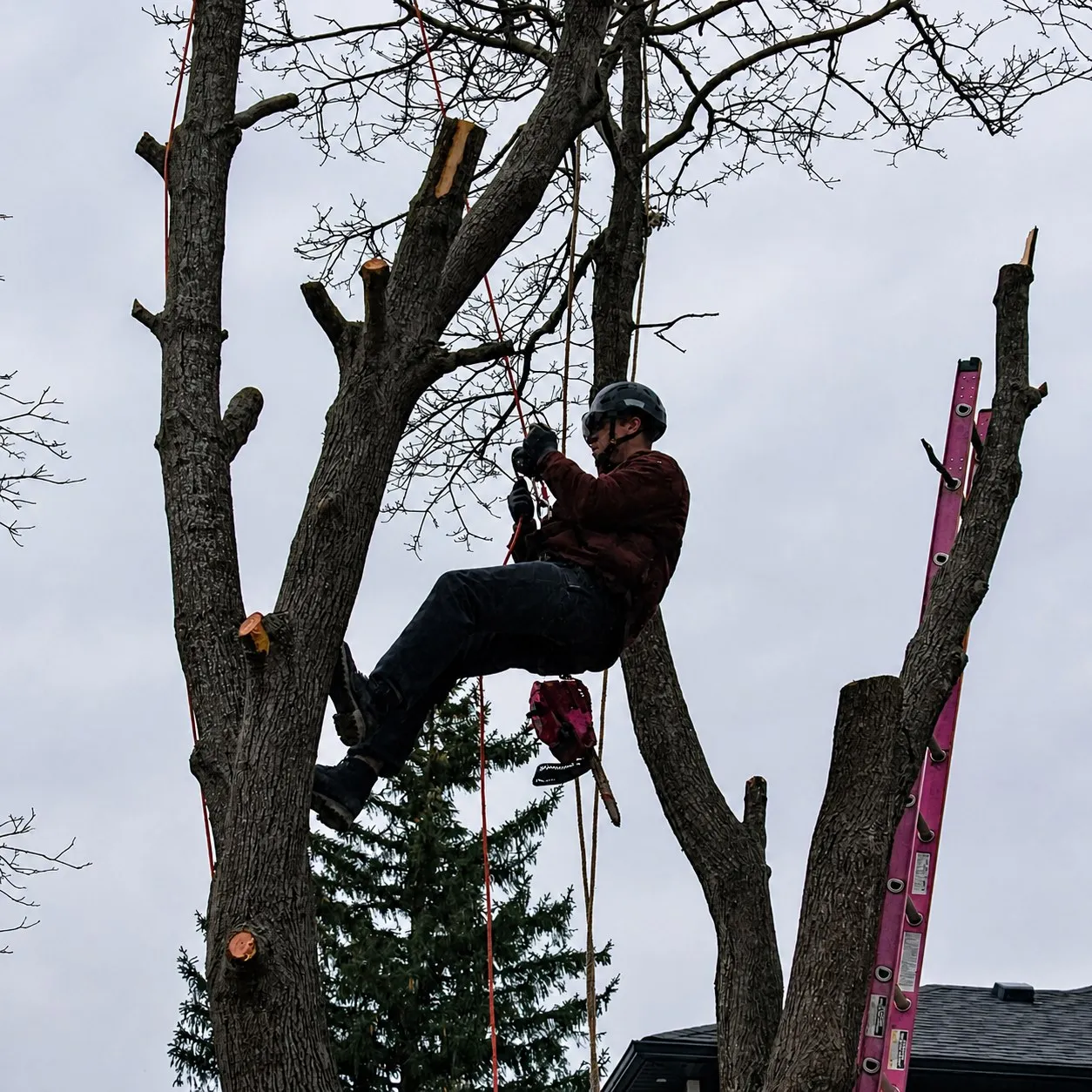 An arborist from The Tree Doctor roped into a tree while sectioning limbs