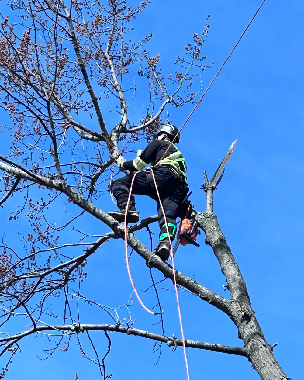 A Tree Doctor climber roped into a tree in a helmet and high-visibility gear, cutting back limbs with a chainsaw